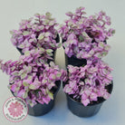 Callisia repens 'Pink Lady'