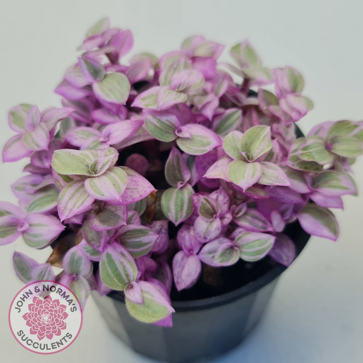 Callisia repens 'Pink Lady'