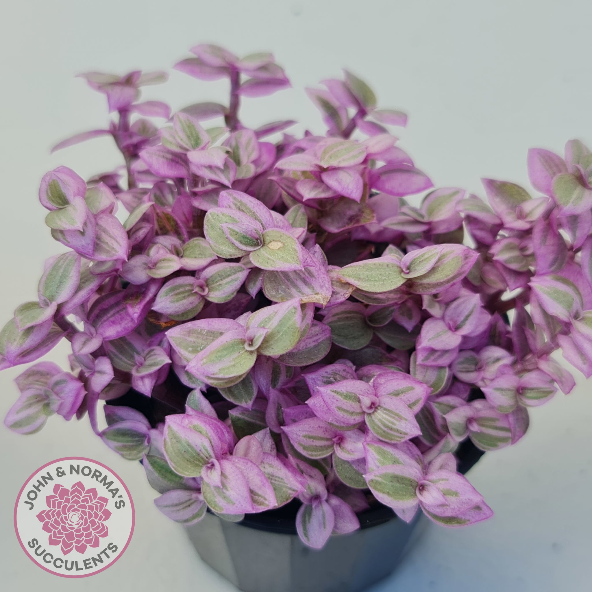 Pink Lady 'Callisia Repens' - Succulent Gallery