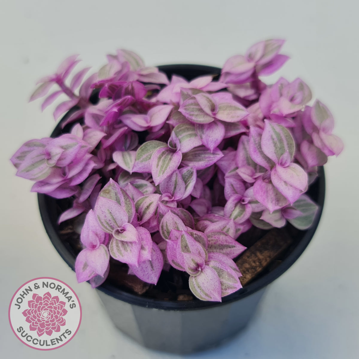 Callisia repens 'Pink Lady'