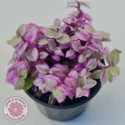 Callisia repens 'Pink Lady'