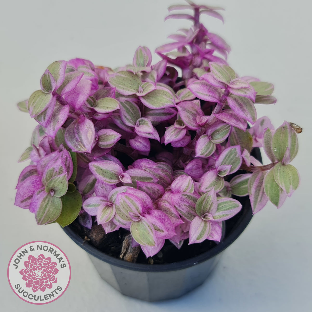 Callisia repens 'Pink Lady'
