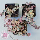 Ceropegia woodii 'Chain of Hearts' variegated (sm)