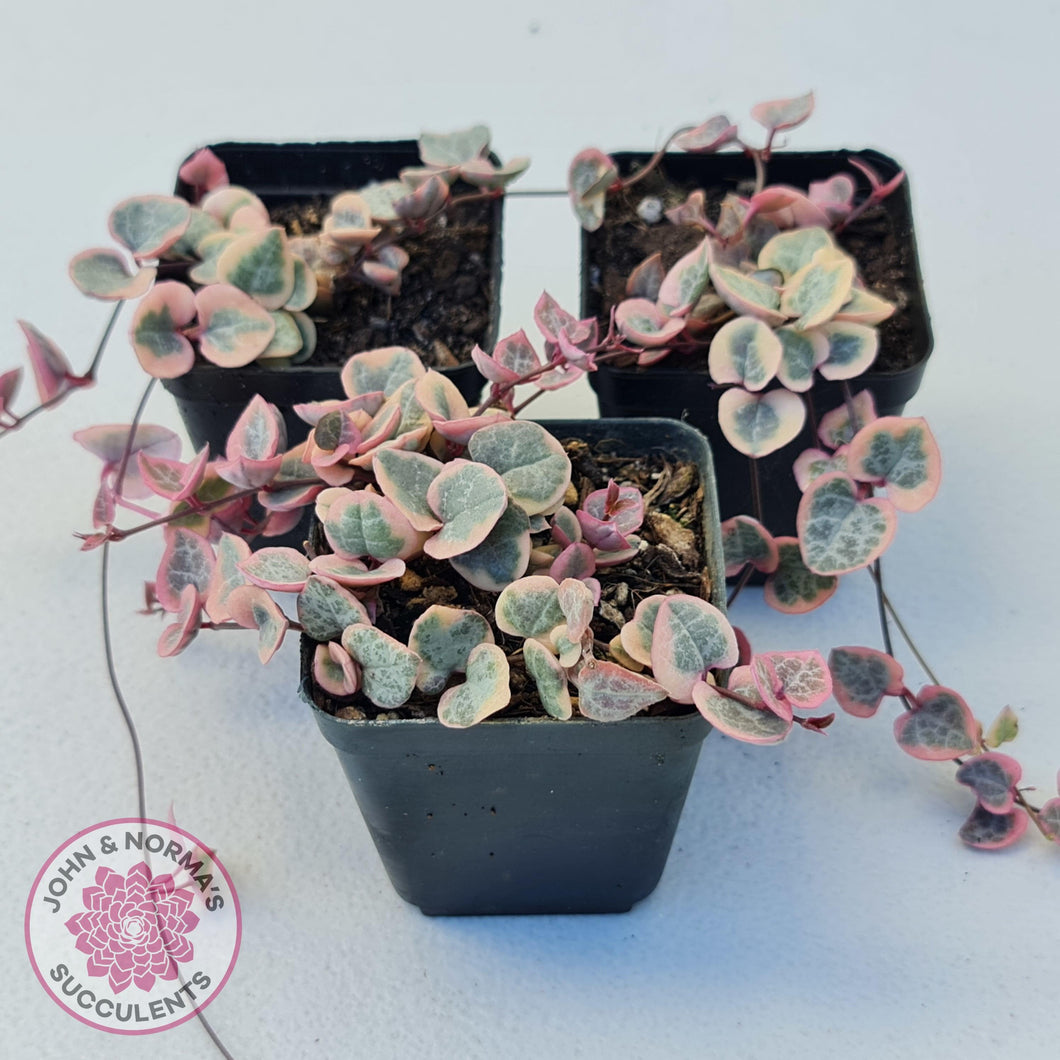 Ceropegia woodii 'Chain of Hearts' variegated - John & Norma's Succulents Australia