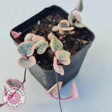 Load image into Gallery viewer, Ceropegia woodii &#39;Chain of Hearts&#39; variegated - John &amp; Norma&#39;s Succulents Australia
