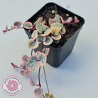 Ceropegia woodii 'Chain of Hearts' variegated (sm)