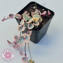 Load image into Gallery viewer, Ceropegia woodii &#39;Chain of Hearts&#39; variegated - John &amp; Norma&#39;s Succulents Australia
