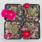 Chamaelopsis Hybrid