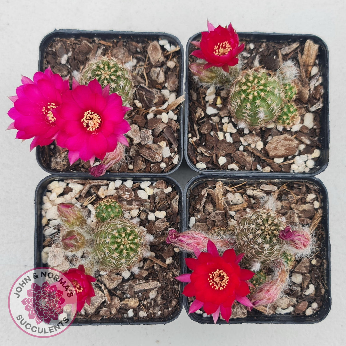 Chamaelopsis Hybrid