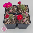 Chamaelopsis Hybrid