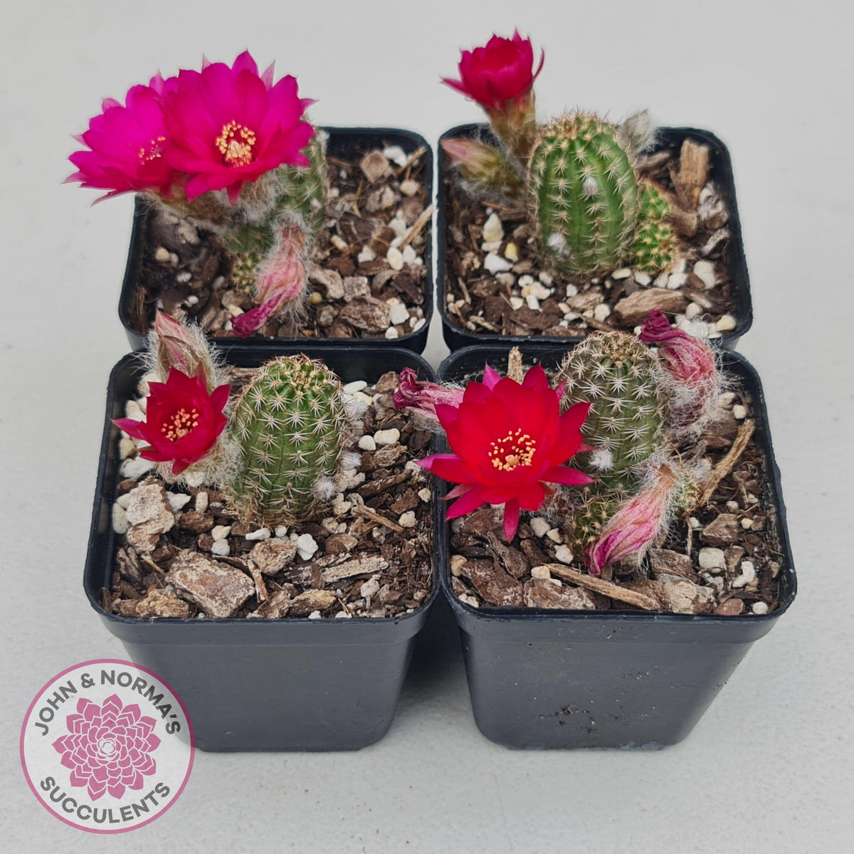 Chamaelopsis Hybrid