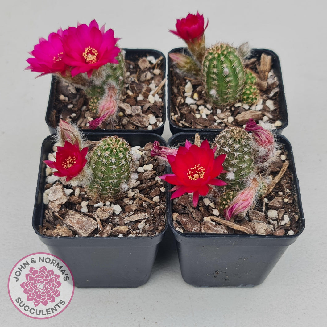 Chamaelopsis Hybrid - John & Norma's Succulents