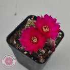 Chamaelopsis Hybrid