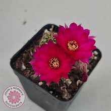 Load image into Gallery viewer, Chamaelopsis Hybrid - John &amp; Norma&#39;s Succulents
