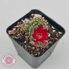 Load image into Gallery viewer, Chamaelopsis Hybrid - John &amp; Norma&#39;s Succulents
