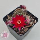 Chamaelopsis Hybrid