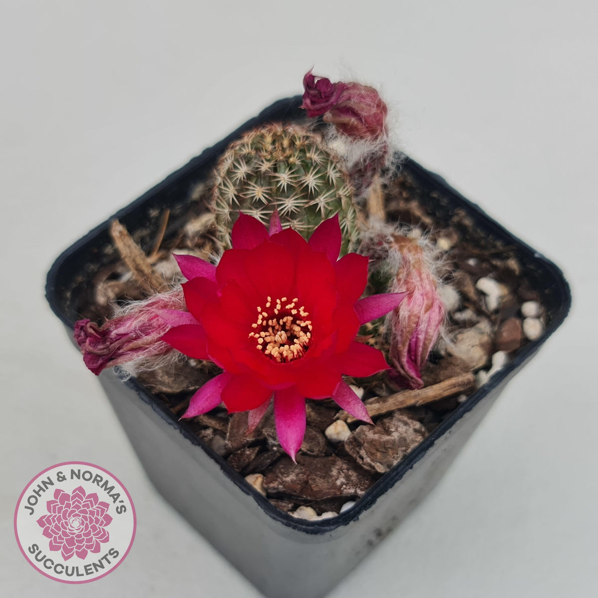 Chamaelopsis Hybrid