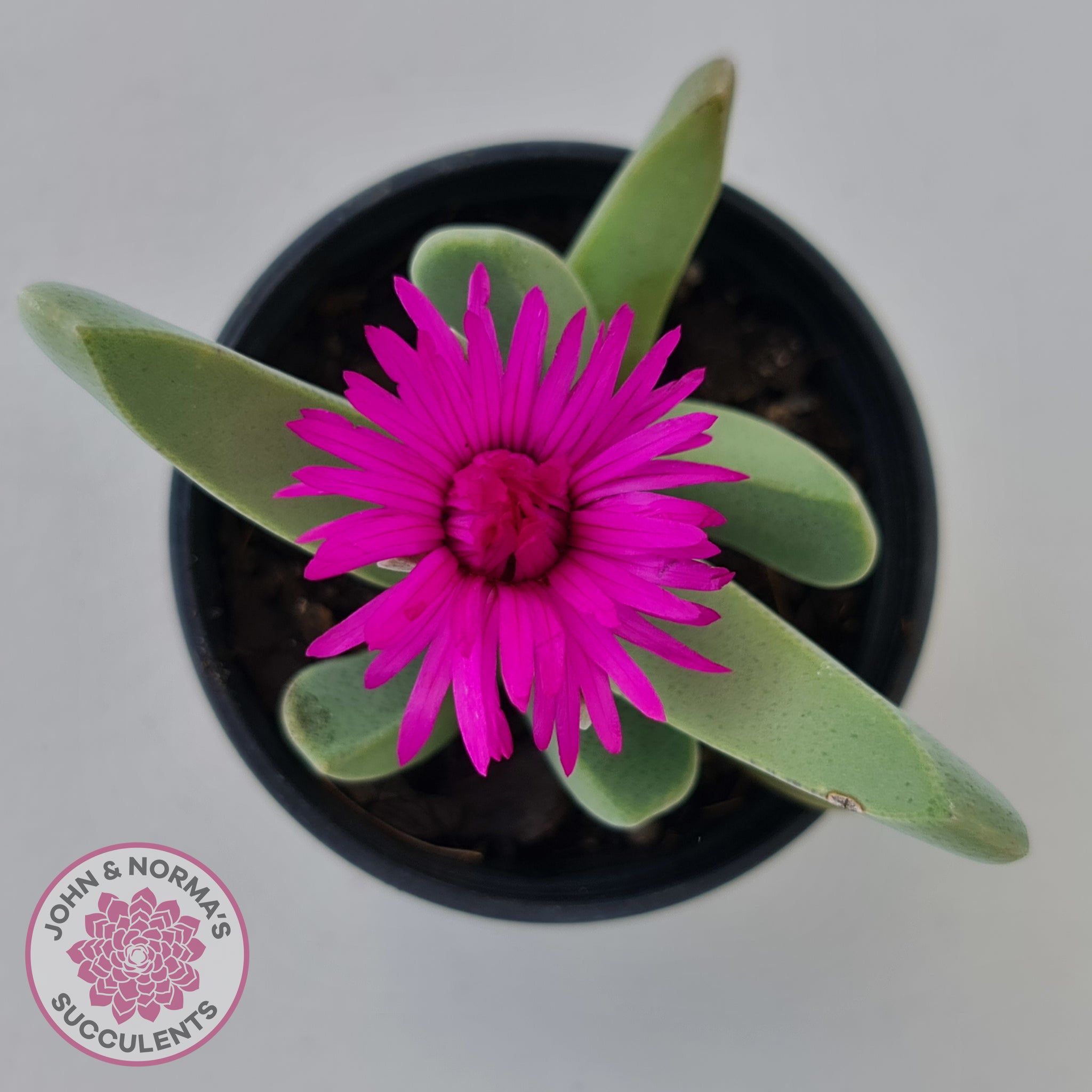 purpurea succulent Buy Cheiridopsis purpurea Australia