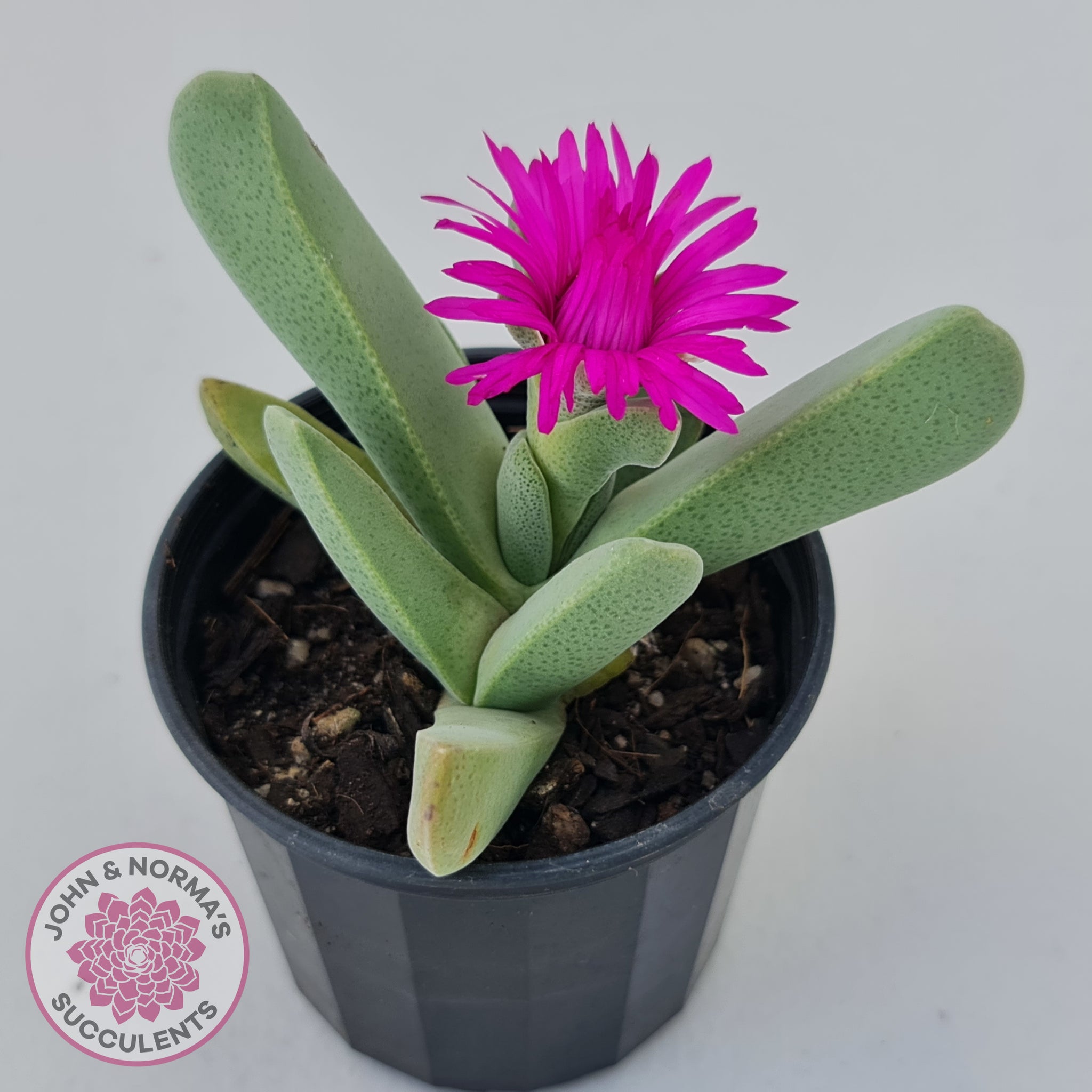 purpurea succulent Buy Cheiridopsis purpurea Australia
