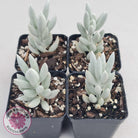 Senecio Haworthii 'Cocoon Plant'