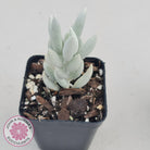 Senecio Haworthii 'Cocoon Plant'