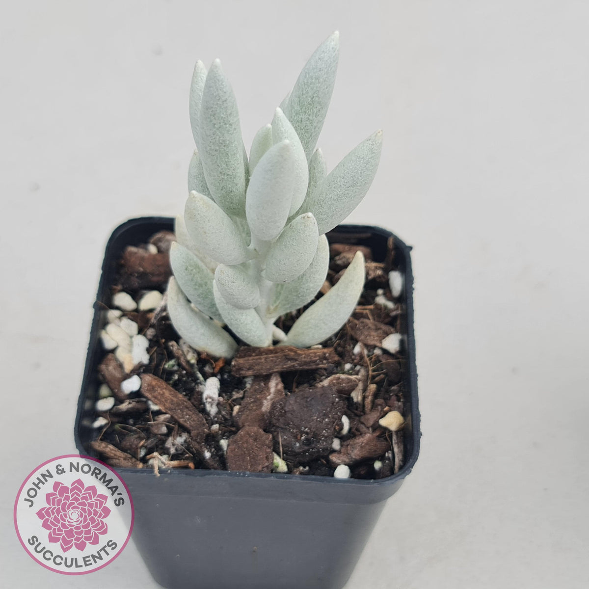 Senecio Haworthii 'Cocoon Plant'