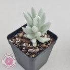Senecio Haworthii 'Cocoon Plant'