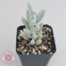 Senecio Haworthii 'Cocoon Plant'
