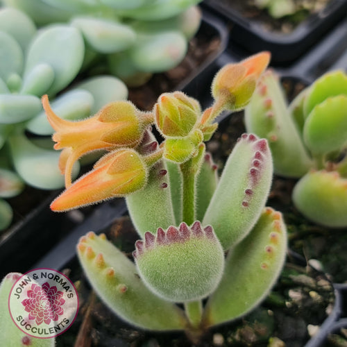Cotyledon 'Bears Paw' plant with apricot flowers