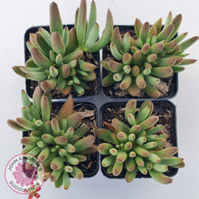 Load image into Gallery viewer, Cotyledon &#39;Green Peach&#39; - John &amp; Norma&#39;s Succulents Australia
