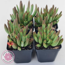 Load image into Gallery viewer, Cotyledon &#39;Green Peach&#39; - John &amp; Norma&#39;s Succulents Australia
