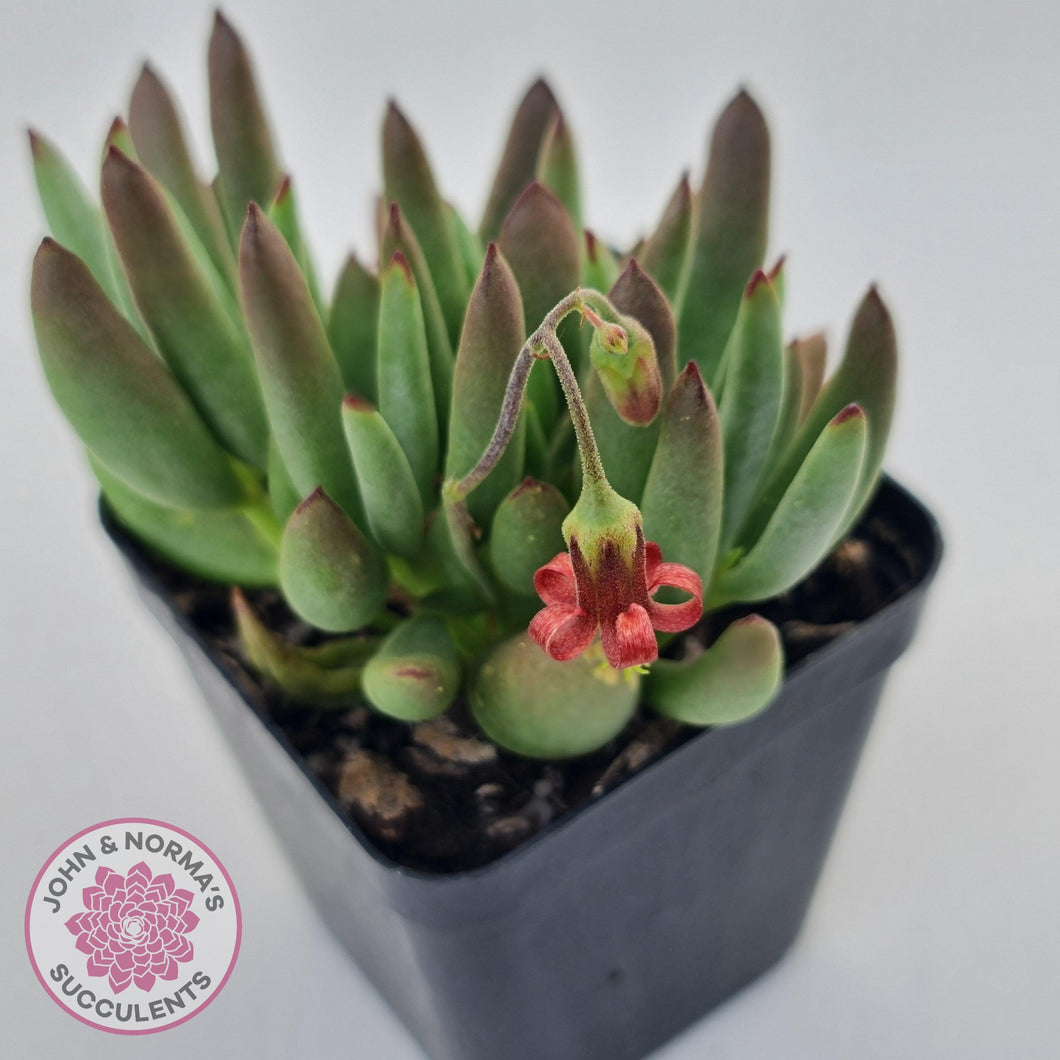 Cotyledon 'Green Peach' - John & Norma's Succulents Australia