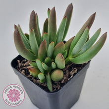 Load image into Gallery viewer, Cotyledon &#39;Green Peach&#39; - John &amp; Norma&#39;s Succulents Australia
