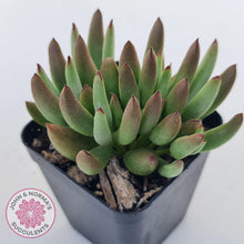 Load image into Gallery viewer, Cotyledon &#39;Green Peach&#39; - John &amp; Norma&#39;s Succulents Australia
