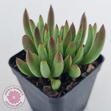 Load image into Gallery viewer, Cotyledon &#39;Green Peach&#39; - John &amp; Norma&#39;s Succulents Australia
