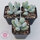 Cotyledon Oophylla - Asian Round Form