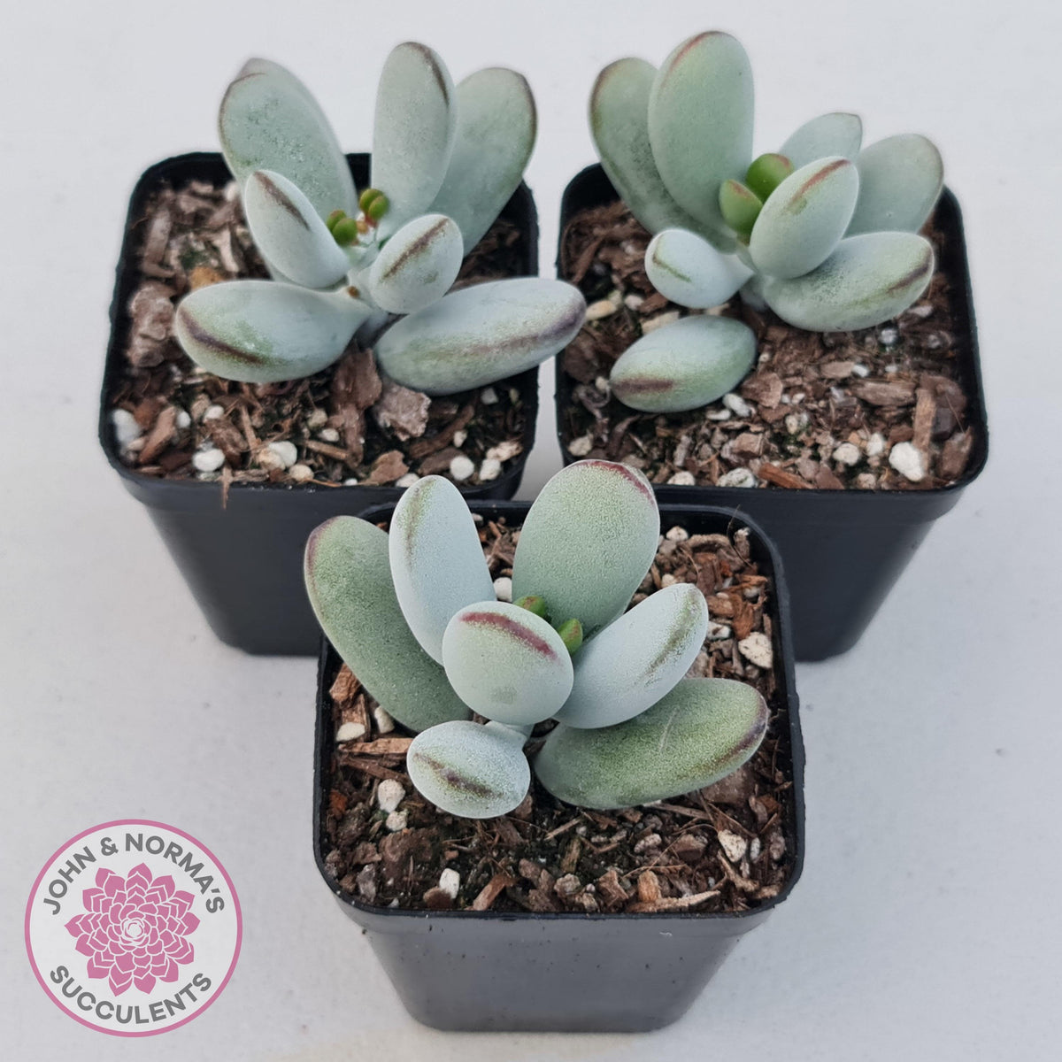 Cotyledon Oophylla - Asian Round Form