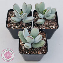 Load image into Gallery viewer, Cotyledon Oophylla - Asian Round Form - John &amp; Norma&#39;s Succulents
