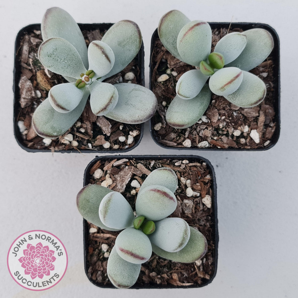 Cotyledon Oophylla - Asian Round Form