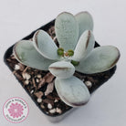 Cotyledon Oophylla - Asian Round Form
