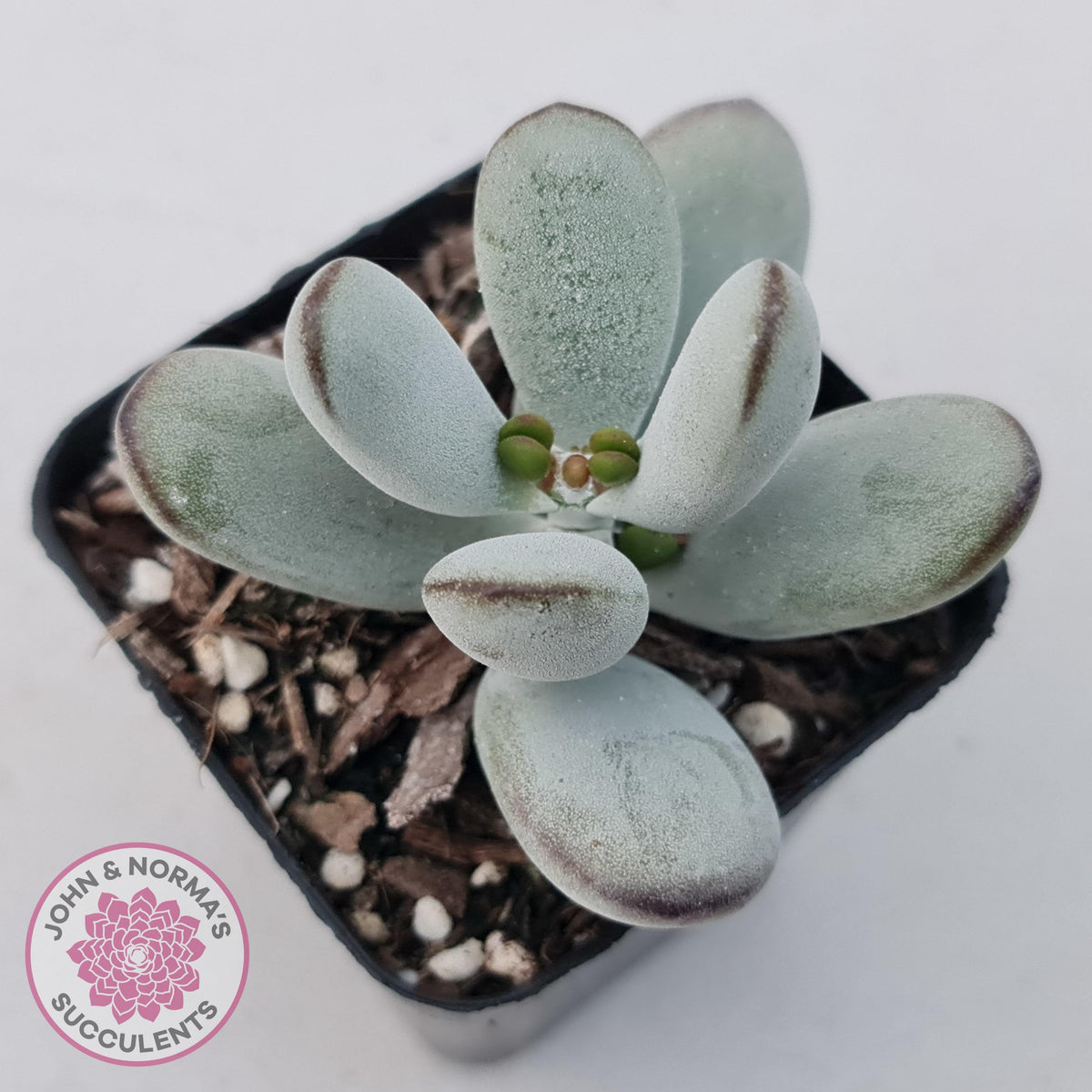 Cotyledon Oophylla - Asian Round Form