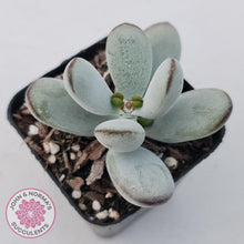 Load image into Gallery viewer, Cotyledon Oophylla - Asian Round Form - John &amp; Norma&#39;s Succulents
