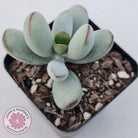 Cotyledon Oophylla - Asian Round Form