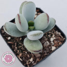 Cotyledon Oophylla - Asian Round Form
