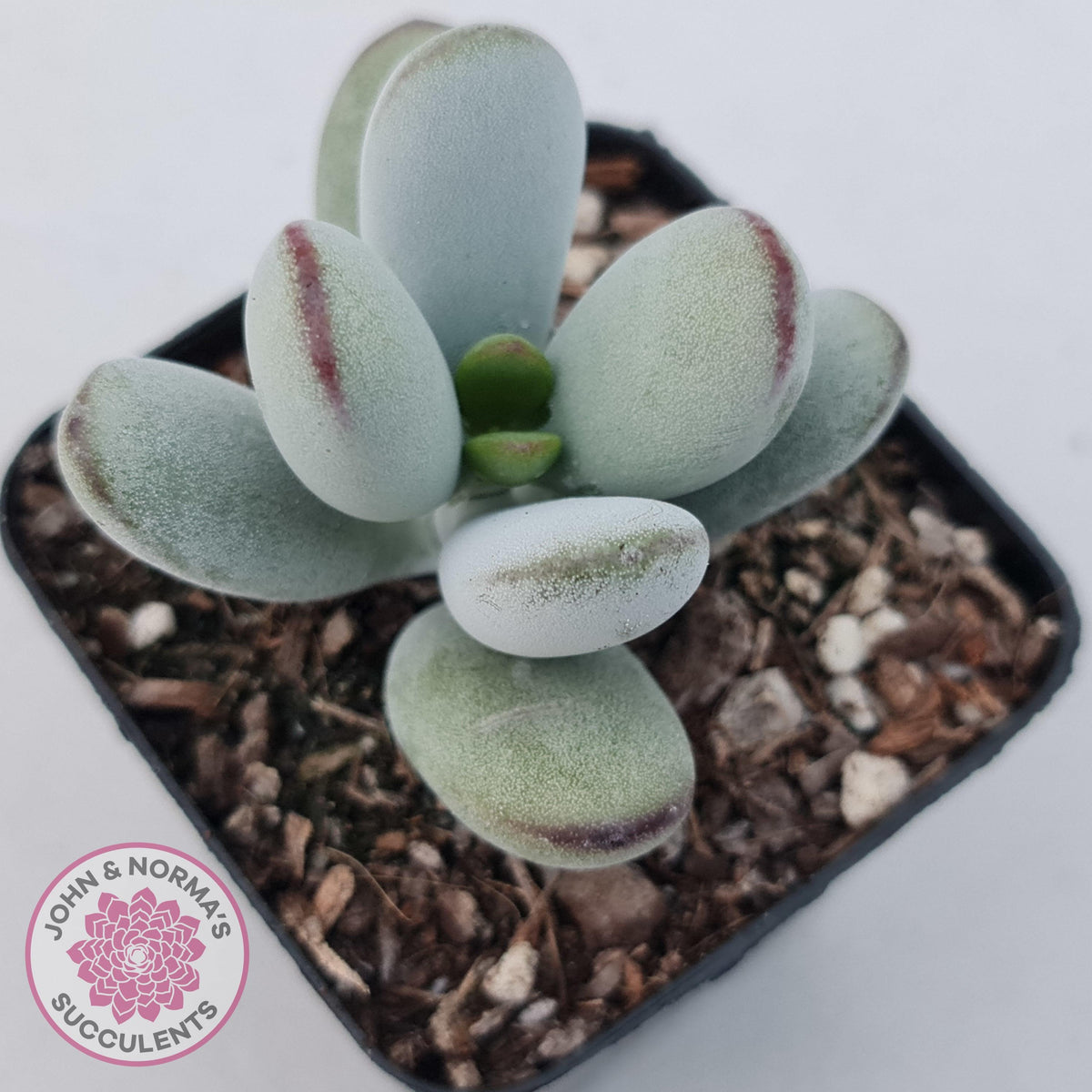 Cotyledon Oophylla - Asian Round Form