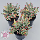 Cotyledon Orbiculata Long Leaf Variegated - 100mm XL