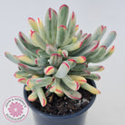 Cotyledon Orbiculata Long Leaf Variegated - 100mm XL