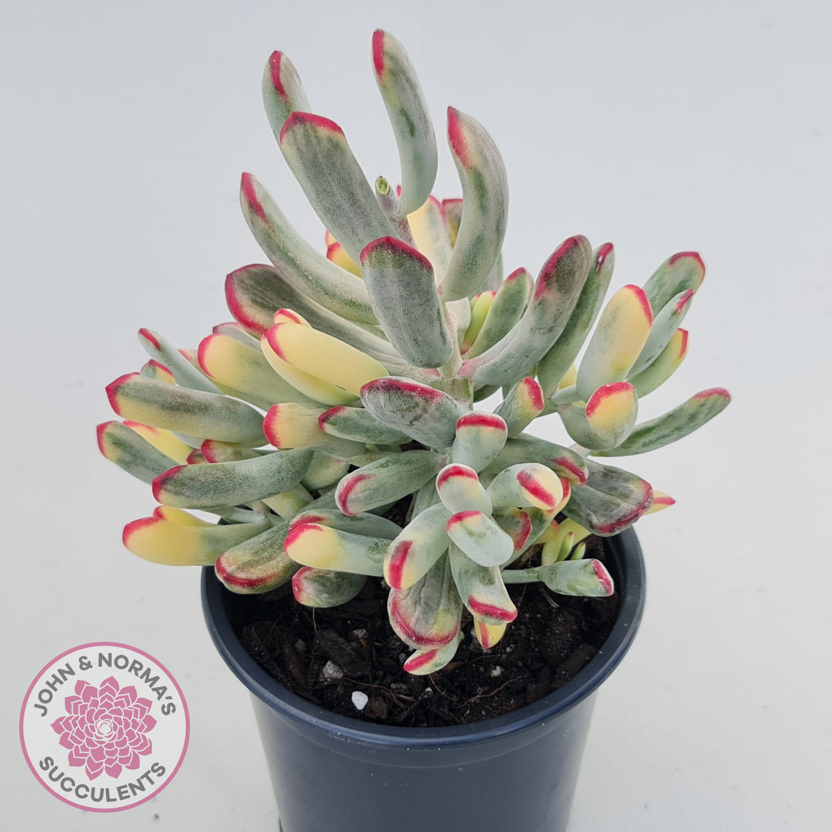 Cotyledon Orbiculata Long Leaf Variegated - 100mm XL