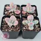 Cotyledon Orbiculata cv. Short Round Leaf Variegated