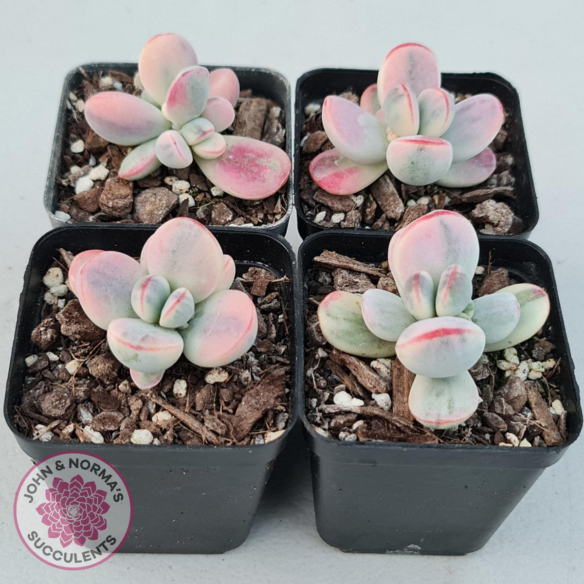 Cotyledon Orbiculata cv. Short Round Leaf Variegated